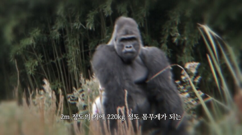 꿈 속의 고릴라와 싸우는 추성훈_1.png